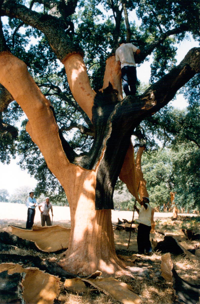 Antonio-de-Maria_v02