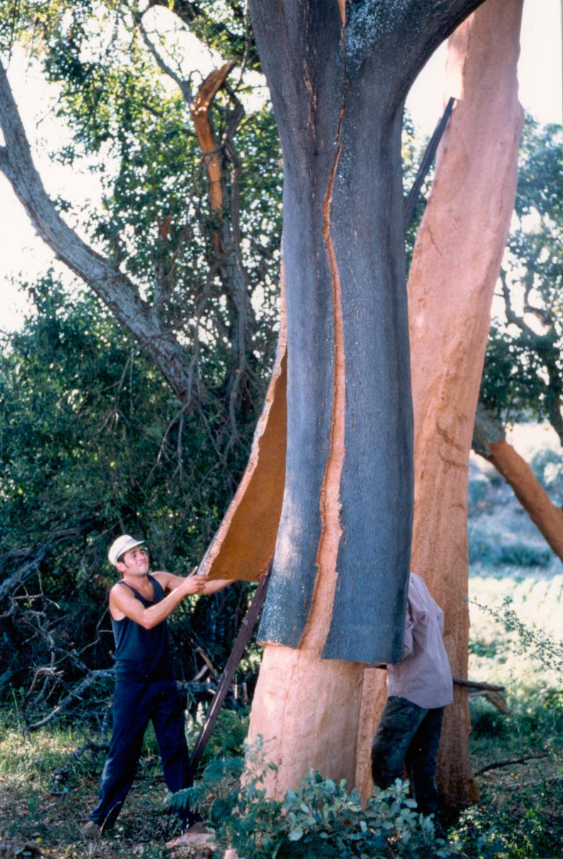 Antonio-de-Maria_v03