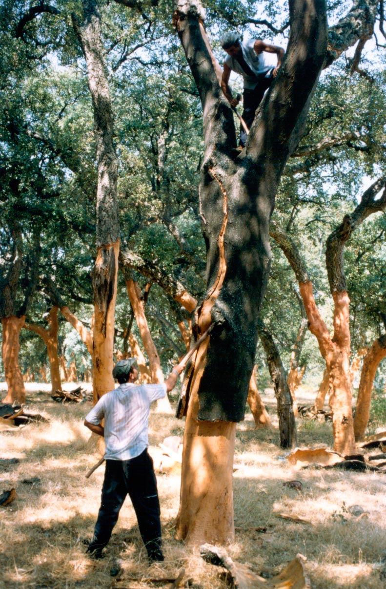 Antonio-de-Maria_v05