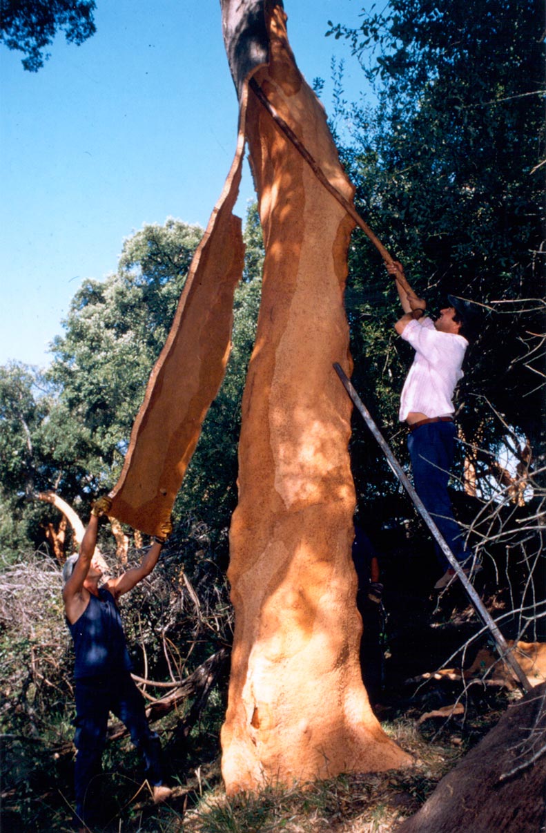 Antonio-de-Maria_v06