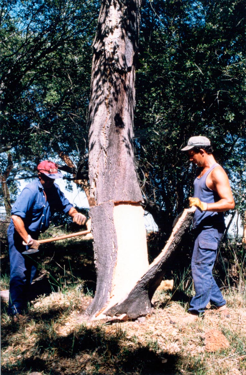 Antonio-de-Maria_v07