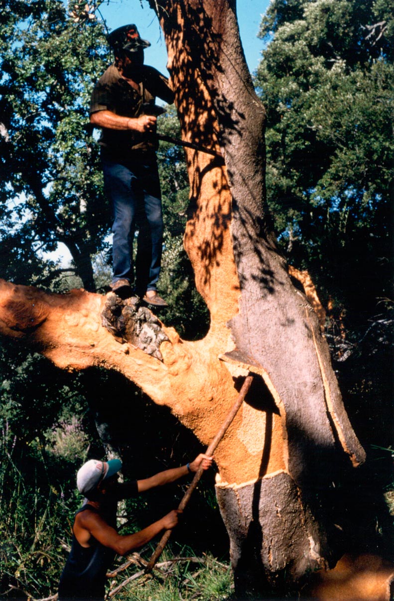 Antonio-de-Maria_v08