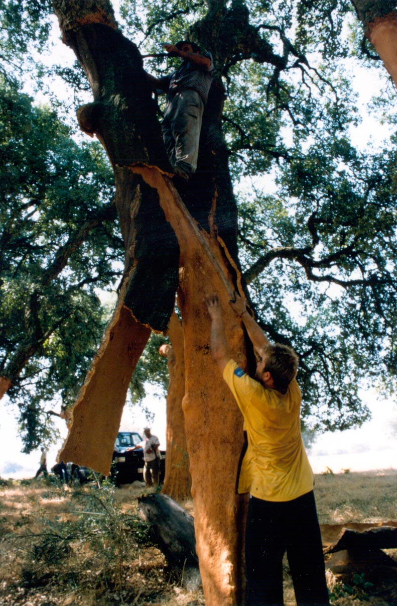 Antonio-de-Maria_v10