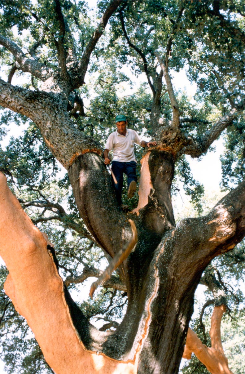 Antonio-de-Maria_v11