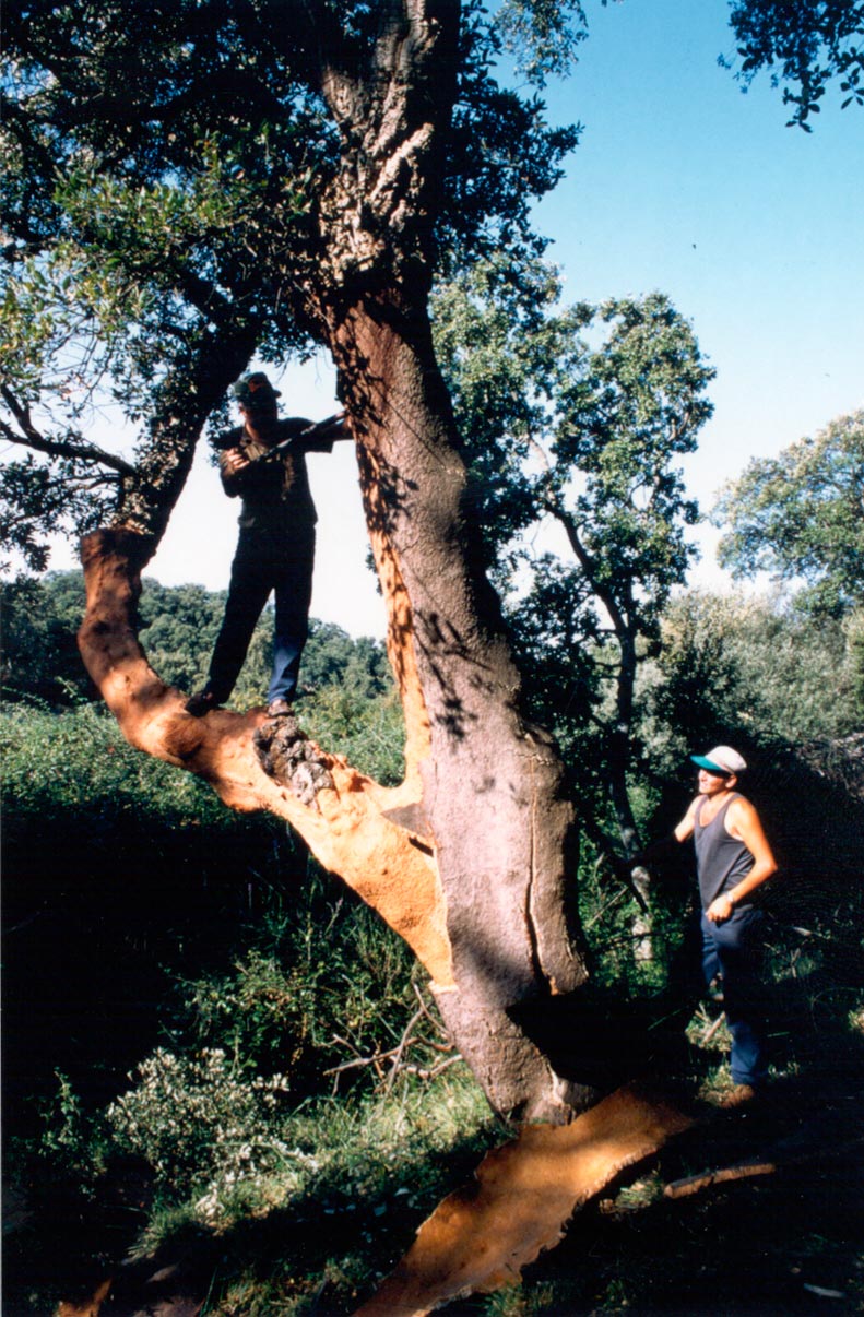 Antonio-de-Maria_v12