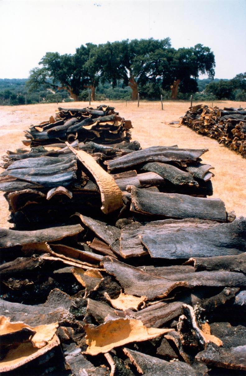 Antonio-de-Maria_v13